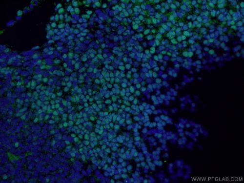 SOX2 Antibody