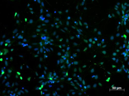 PAX6 Antibody
